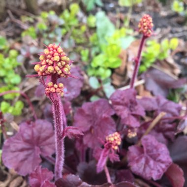 Heuchera 'Little Cutie Blondie'