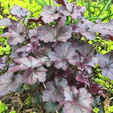 Heuchera 'Blackberry Jam'