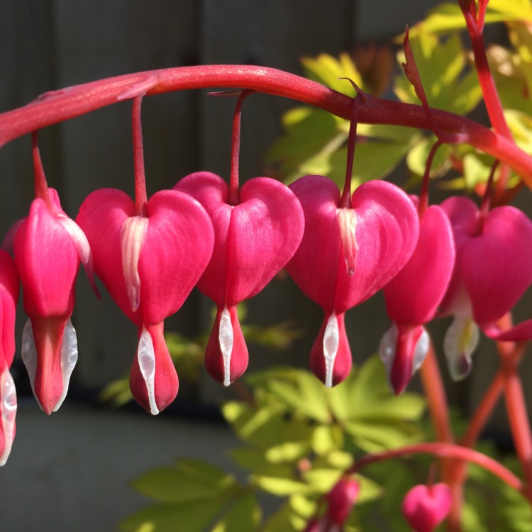 Lamprocapnos spectabilis 'Gold Heart' syn. Dicentra spectabilis 'Gold ...