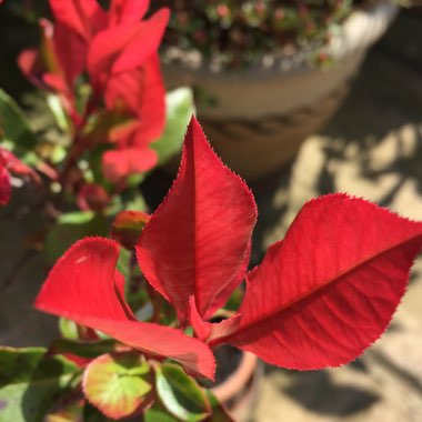 Photinia x fraseri 'Red Robin'