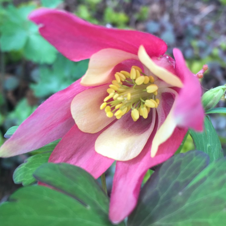 Plant image Aquilegia Caerulea