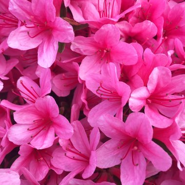 Rhododendron  (Azalea Varieties)