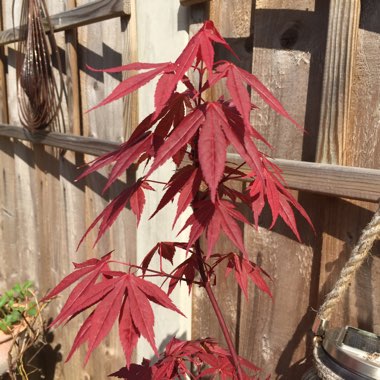 Acer Palmatum 'Atropurpureum'