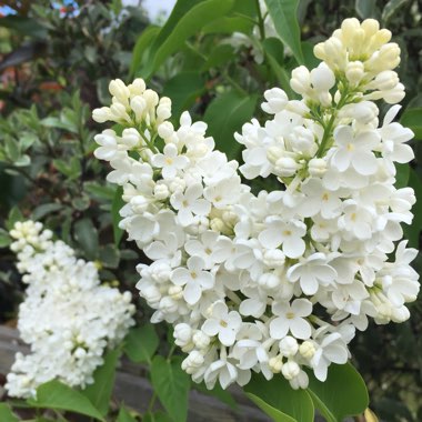 Syringa