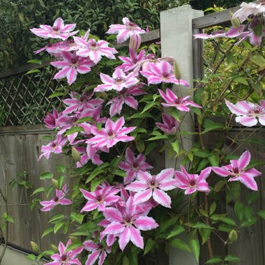 Clematis 'Nelly Moser'