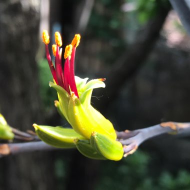 Phormium 'Yellow Wave'