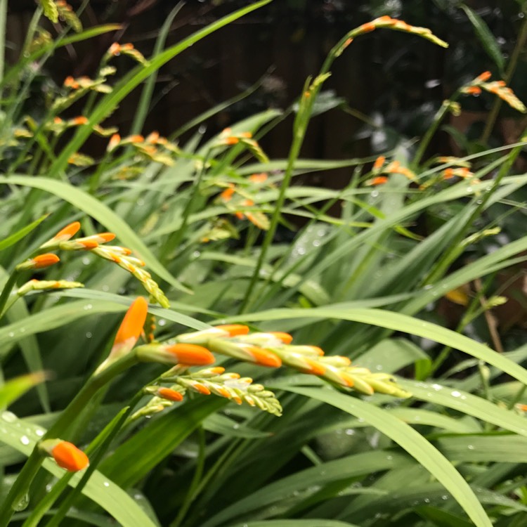 Plant image Crocosmia x crocosmiiflora 'George Davison'