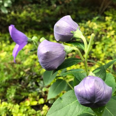 Platycodon grandiflorus  syn. Campanula grandiflora