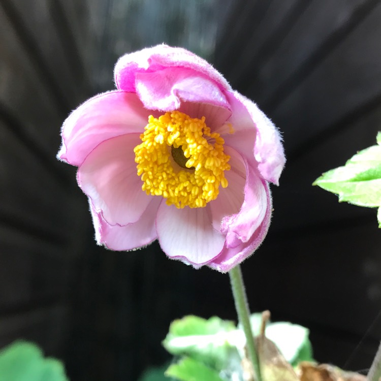 Plant image Anemone x hybrida 'Serenade'