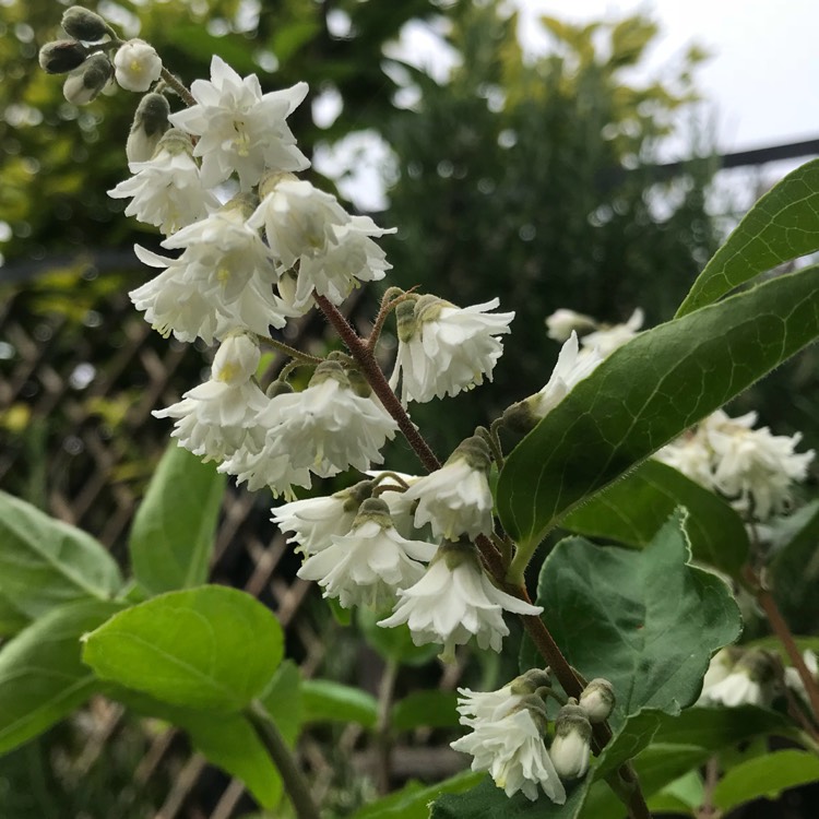 Plant image Deutzia scabra 'Candidissima' syn. Deutzia x wellsii