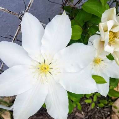 Clematis 'Guernsey Cream'