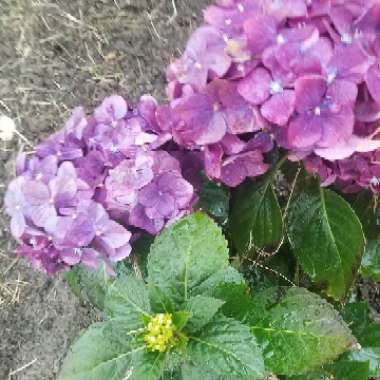 Hydrangea 'Blue Sky'