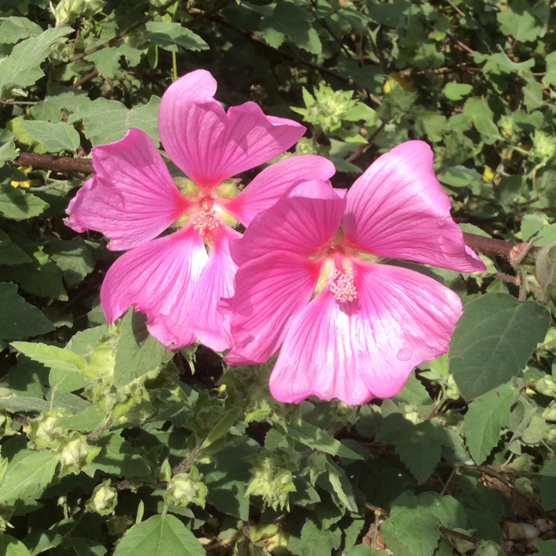 Tree Mallow Burgundy Wine