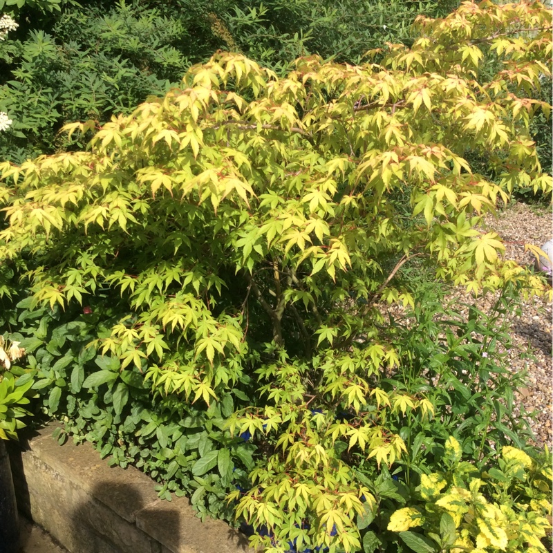 Japanese Maple