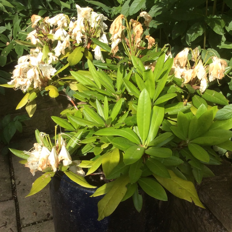 Rhododendron 'White swan'