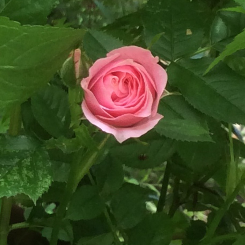 Rose 'Nice 'n' Easy' (Shrub)