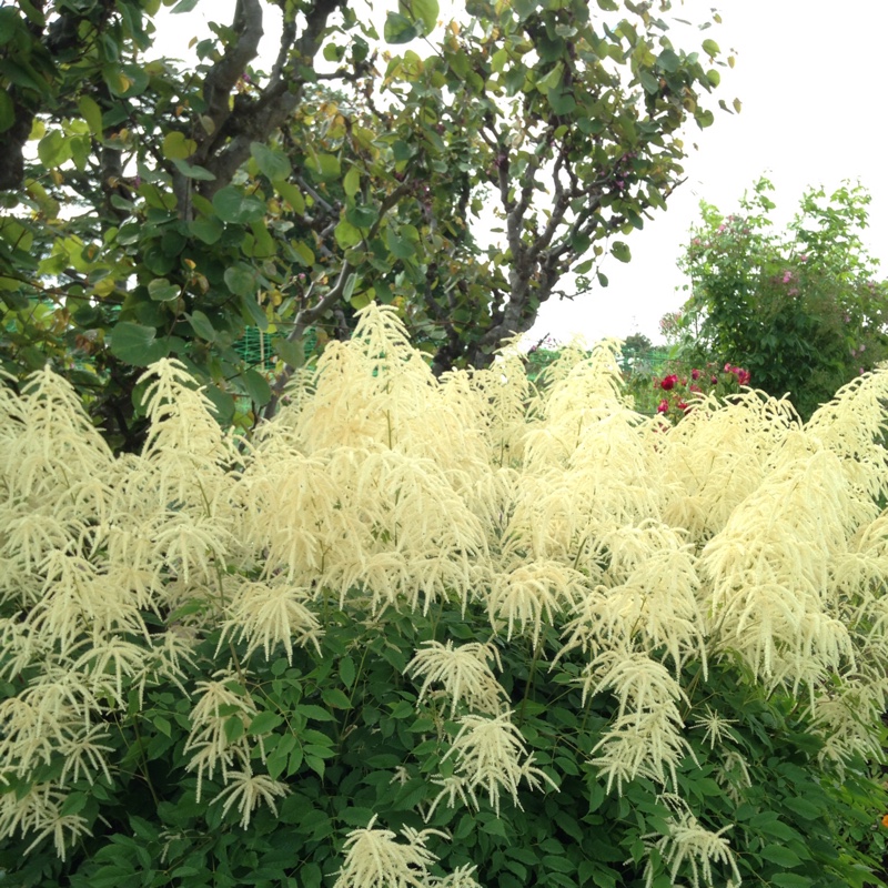 Goat's beard