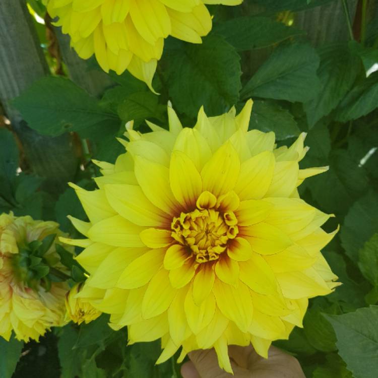 Plant image Dahlia 'Procyon'