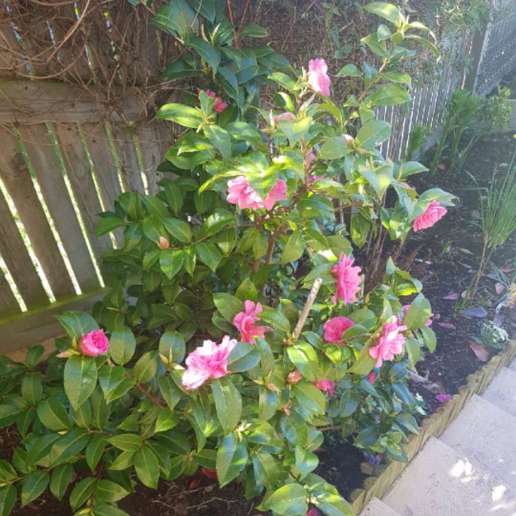 Plant image Camellia williamsii