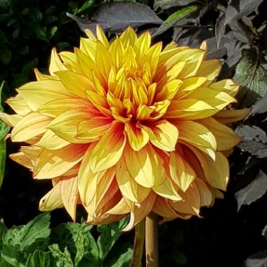 Bedding Dahlia