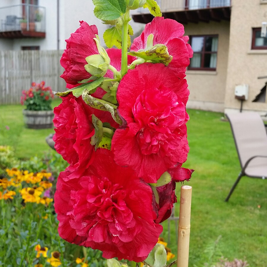 Plant image Alcea rosea 'Chater's Double Group Red'