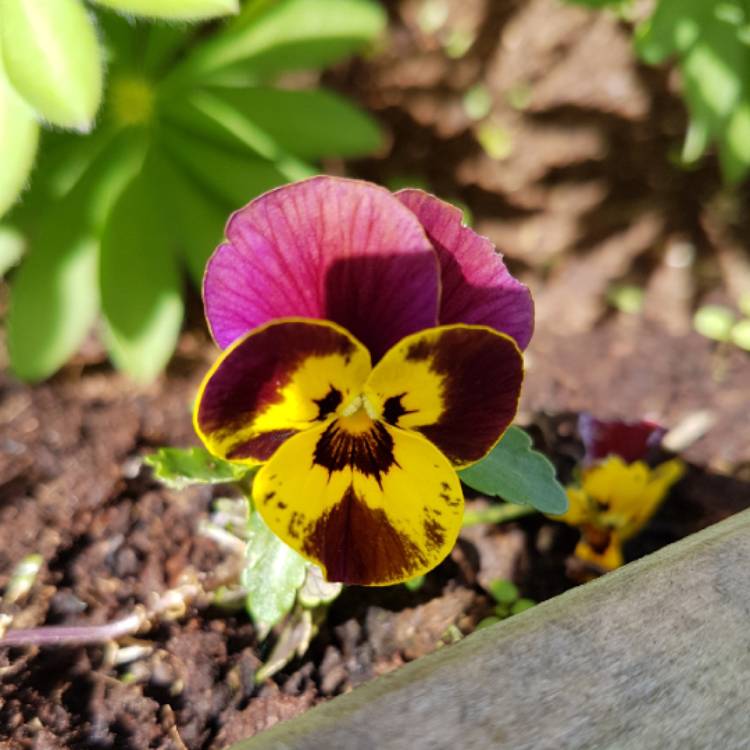 Plant image Viola cornuta 'Midnight Glow'