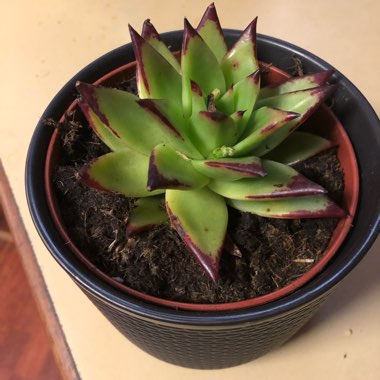 Echeveria Agavoides Red Edge