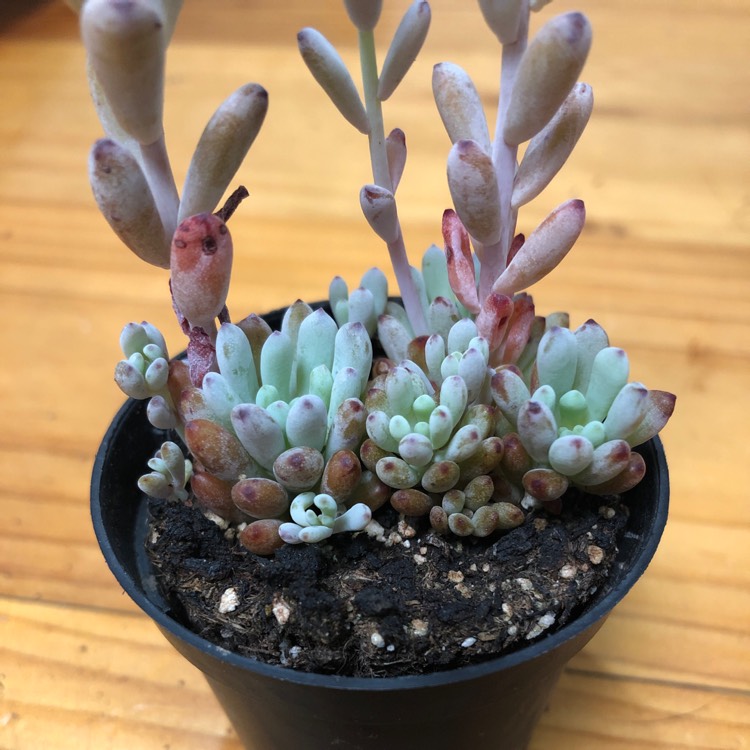 Plant image Graptopetalum Pachyphyllum