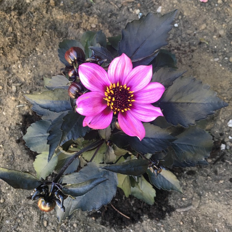 Plant image Dahlia 'Hdpu165' (Happy Days Series) syn. Dahlia 'Happy Days Purple'