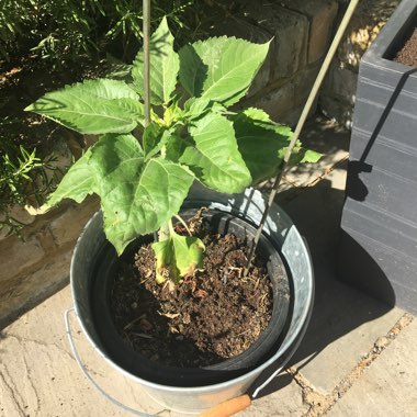 Giant Sunflower (Dwarf)  'Sunspot'