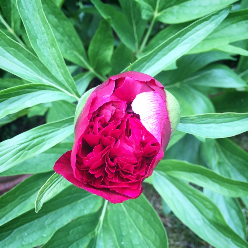 Paeonia officinalis 'Rubra Plena'