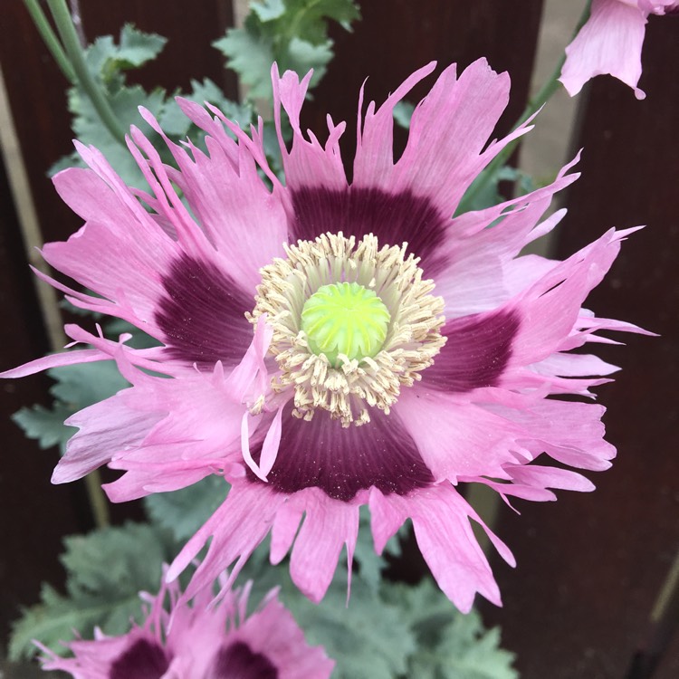 Plant image Papaver somniferum 'Drama Queen'