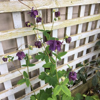 Alpine Columbine