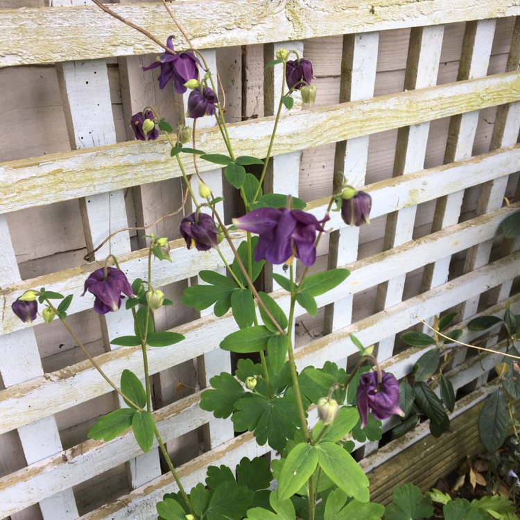 Plant image Aquilegia alpina