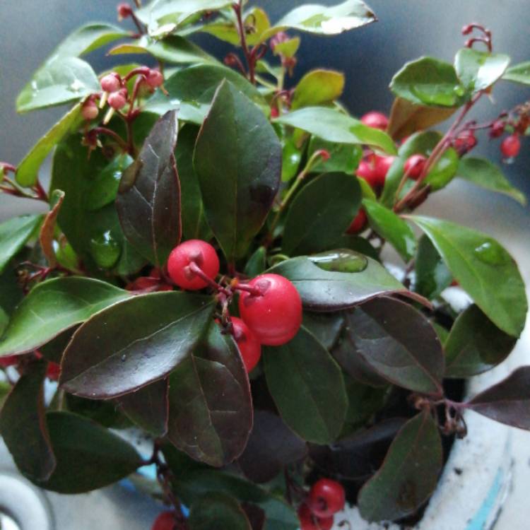 Plant image Hypericum x inodorum 'Magical Red'