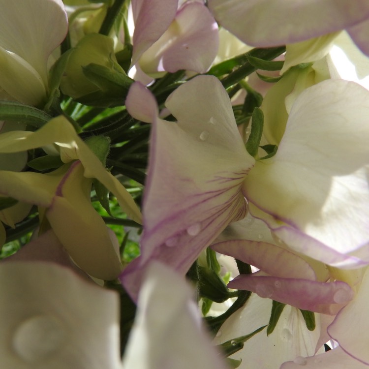 Plant image Lathyrus odoratus 'Romeo'