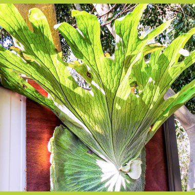 Staghorn 'giant'