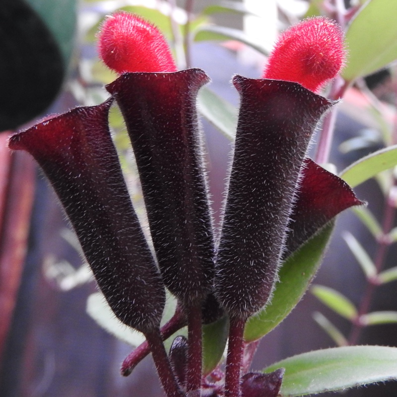 Aeschynanthus radicans syn. Aeschynanthus lobbianus