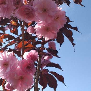 Japanese Flowering Cherry Tree