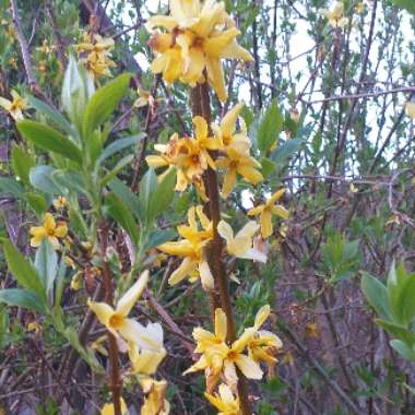 Forsythia