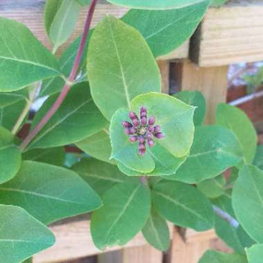 Honeysuckle 'Belgica'