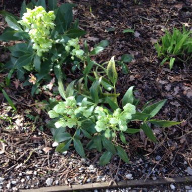 Helleborus