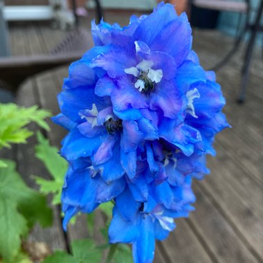 Delphinium