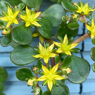 Sedum Palmeri