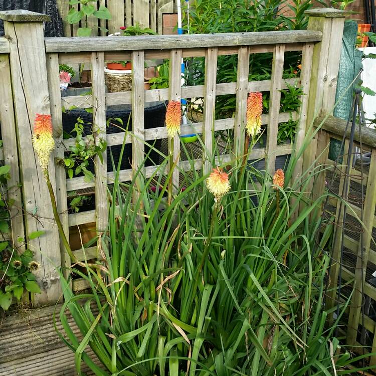 Plant image Kniphofia x praecox