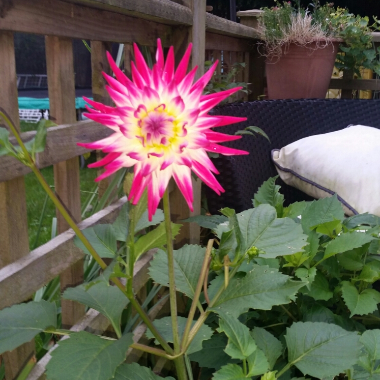 Plant image Dahlia 'Veritable'