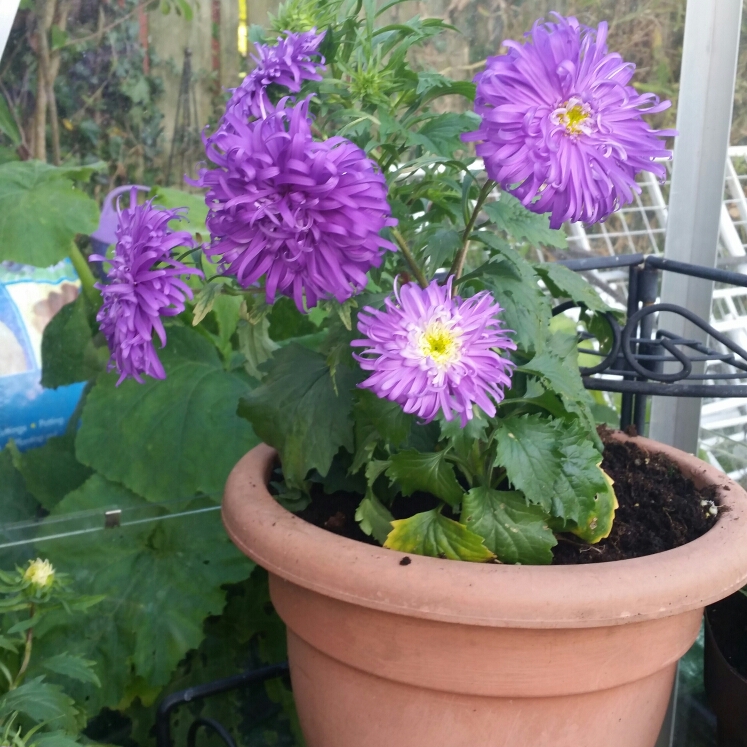 Plant image Callistephus chinensis 'Ostrich Feather Mixed'