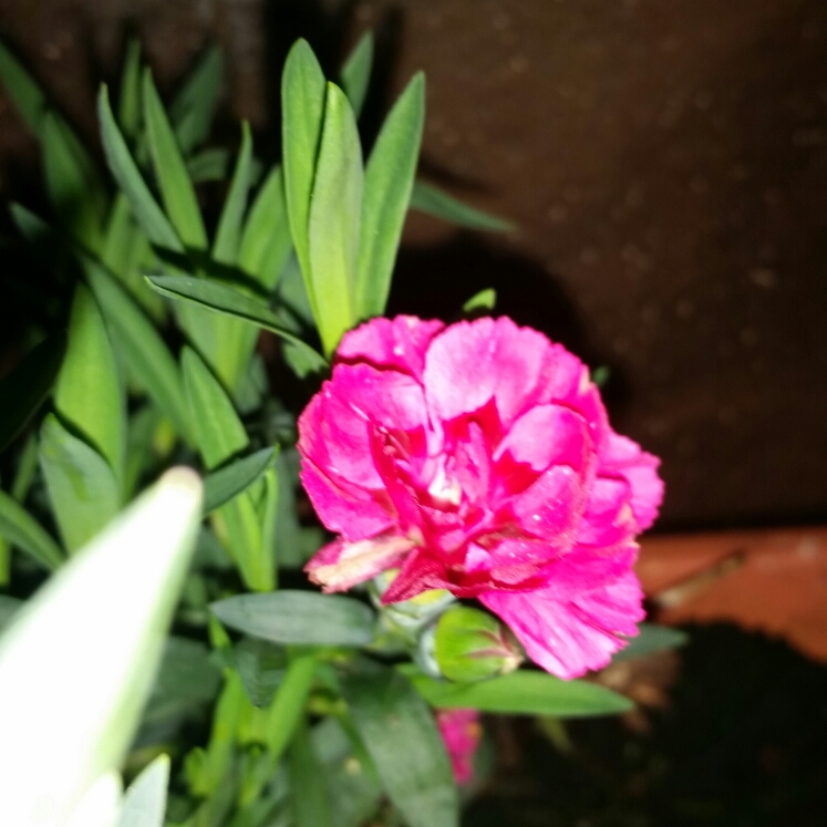 Plant image Dianthus caryophyllus 'Suncharm Scarlet'