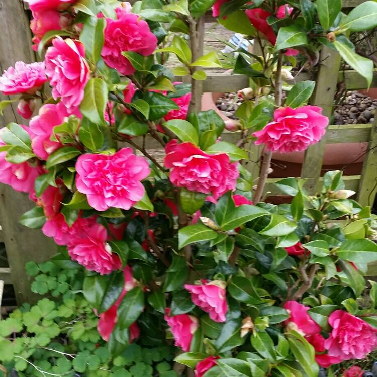 Plant image Camellia x williamsii 'Anticipation'