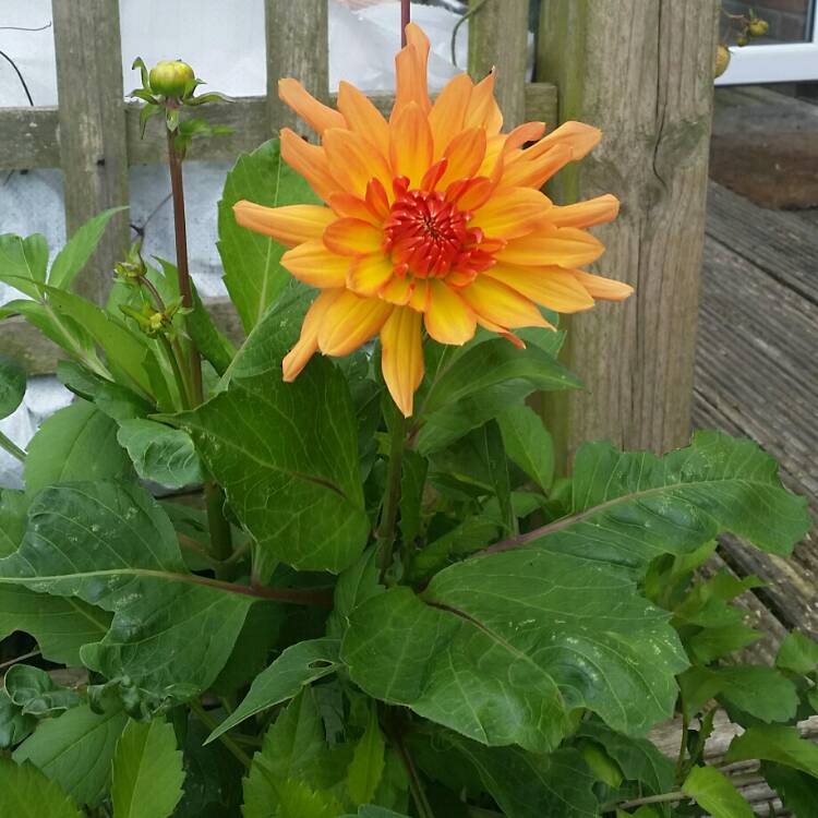 Plant image Dahlia 'Bantling'